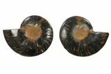 Cut/Polished Ammonite Fossil - Unusual Black Color #132558-1